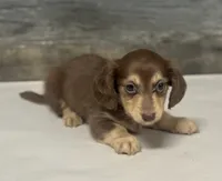 Max-lh (daple/creme, a male Miniature Dachshund for sale in Aiken, SC – 3 of 3