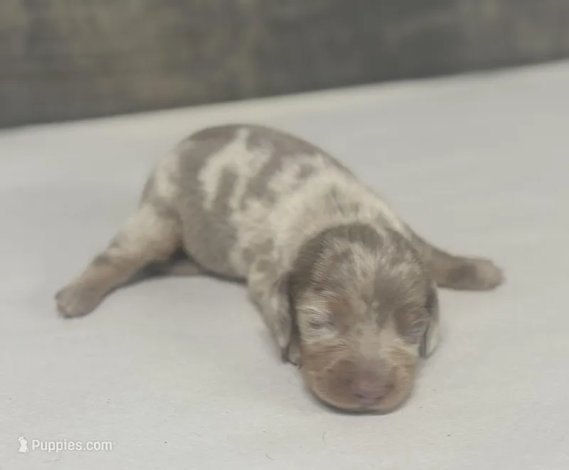 Dime (Deluite/daple/crem/lh – Miniature Dachshund puppy for sale in Aiken, SC