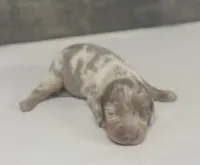 Dime (Deluite/daple/crem/lh, a male Miniature Dachshund for sale in Aiken, SC – Photo 1 of 2