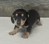 Jack (lh/daple/creme, a male Miniature Dachshund for sale in Aiken, SC – 2 of 3