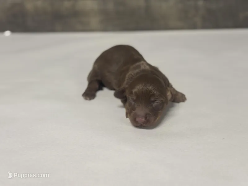 Coco-lh (daple/creme – Miniature Dachshund puppy for sale in Aiken, SC