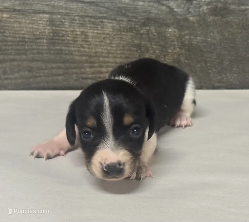 Domino (lh/creme/deluite/pie-russian dad – Miniature Dachshund puppy for sale in Aiken, SC