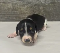 Domino (lh/creme/deluite/pie-russian dad, a male Miniature Dachshund for sale in Aiken, SC – 1 of 3