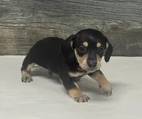 Jack (lh/daple/creme, a male Miniature Dachshund for sale in Aiken, SC – 1 of 3