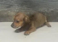 Lady (lh/creme/daple, a female Miniature Dachshund for sale in Aiken, SC – 2 of 2