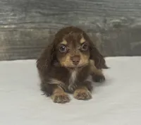 Max-lh (daple/creme/deluite/pie, a male Miniature Dachshund for sale in Aiken, SC – 3 of 3