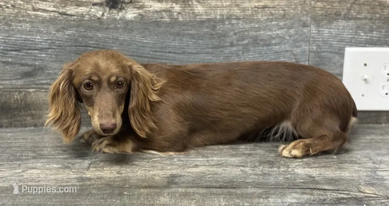 Ivory (creme – Miniature Dachshund puppy for sale in Aiken, SC