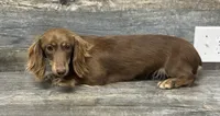 Ivory (creme, a female Miniature Dachshund for sale in Aiken, SC – 1 of 1