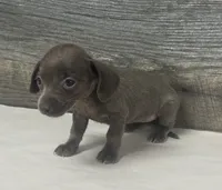 Tinker (daple/creme/lh/deluite, a female Miniature Dachshund for sale in Aiken, SC – 2 of 3