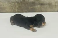 Saddie ( daple/creme/lh, a female Miniature Dachshund for sale in Aiken, SC – 3 of 3