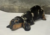 Spud (daple/creme, a male Miniature Dachshund for sale in Aiken, SC – 2 of 2