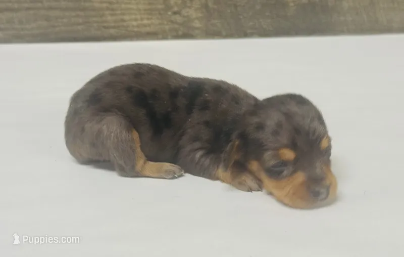 Lady (daple/creme/lh – Miniature Dachshund puppy for sale in Aiken, SC