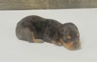 Lady (daple/creme/lh, a female Miniature Dachshund for sale in Aiken, SC – 1 of 3