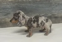 Chico (lh/creme/deluite/daple, a male Miniature Dachshund for sale in Aiken, SC – 2 of 3