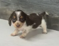 Rolo-lh (Deluite/creme/lh-russian dad, a male Miniature Dachshund for sale in Aiken, SC – 2 of 2