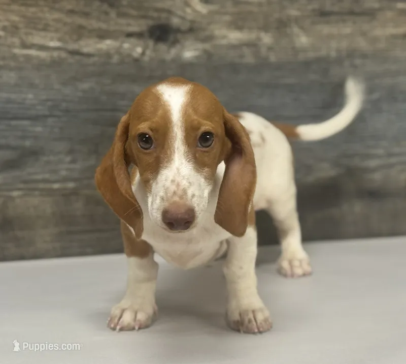 Spuds (lh/creme/pie/- Russian dad – Miniature Dachshund puppy for sale in Aiken, SC