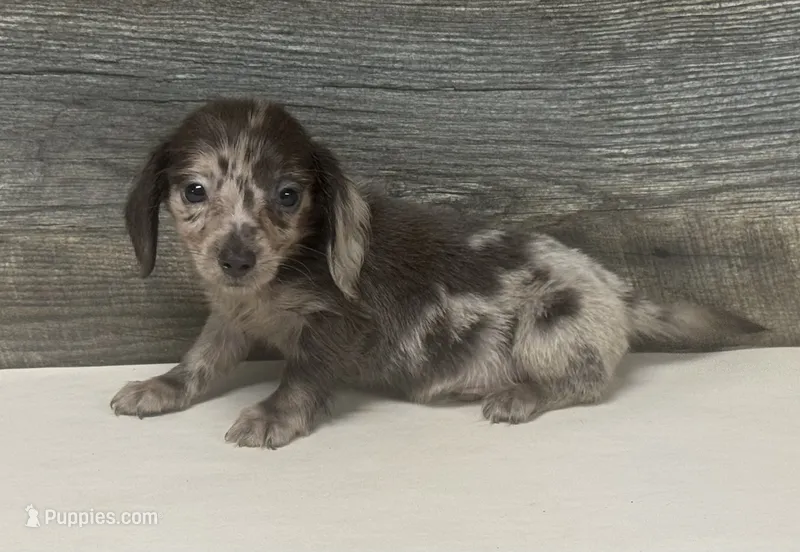 Bluey-lh (daple/creme – Miniature Dachshund puppy for sale in Aiken, SC