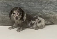 Bluey-lh (daple/creme, a male Miniature Dachshund for sale in Aiken, SC – 1 of 2