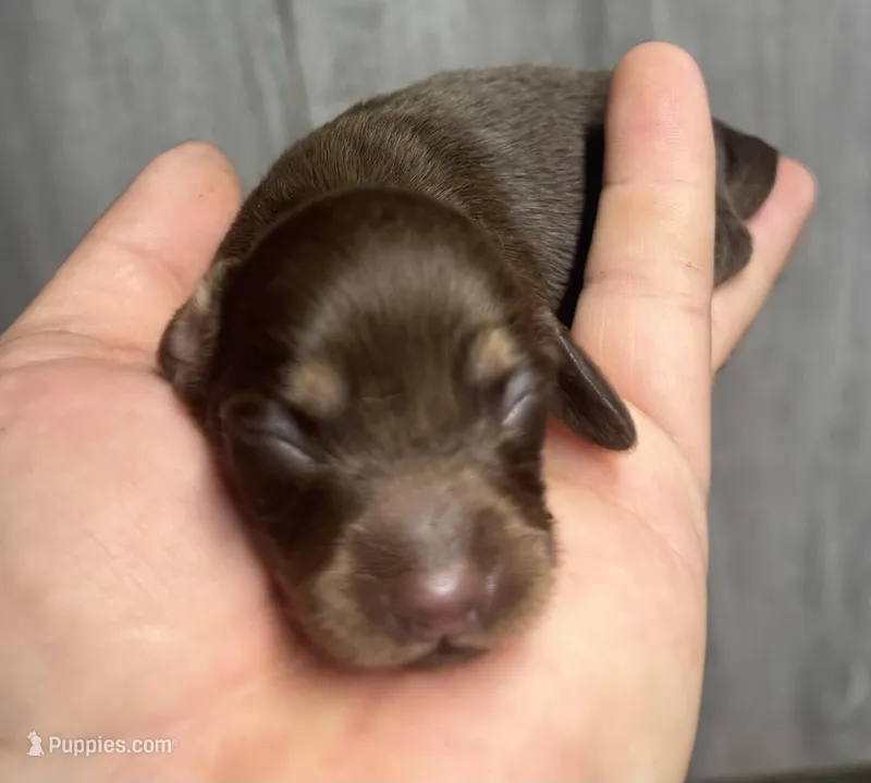 Minni-lh. (Crème/daple-russian dad – Miniature Dachshund puppy for sale in Aiken, SC