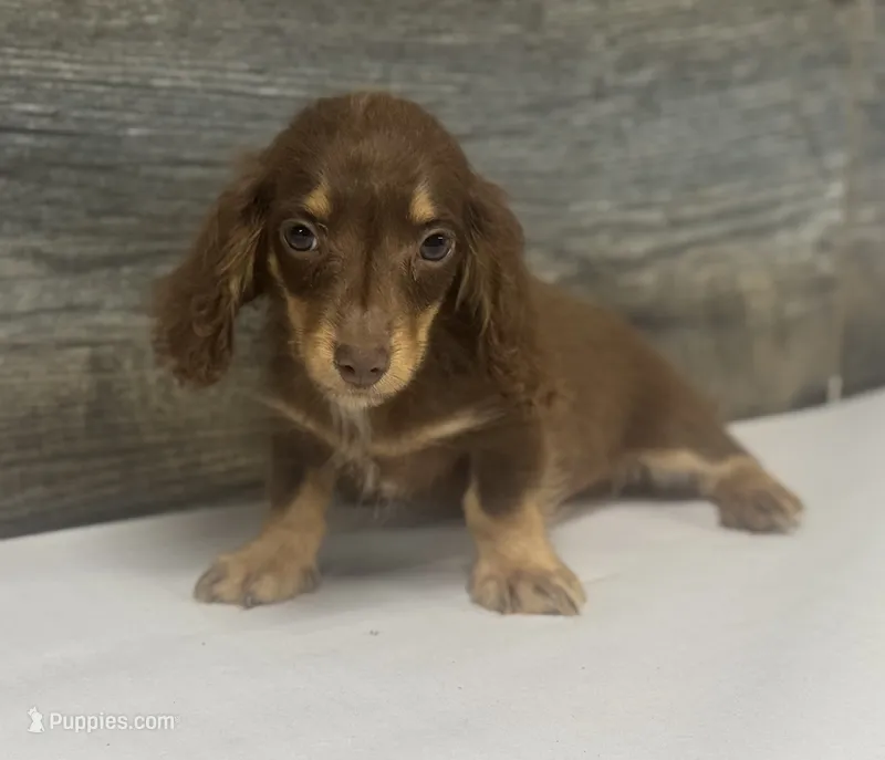 Maximus-lh (crème/daple/pie – Miniature Dachshund puppy for sale in Aiken, SC