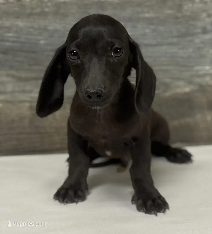 Ace (crème/lh – Miniature Dachshund puppy for sale in Aiken, SC