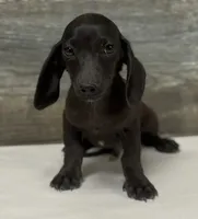 Ace (crème/lh, a male Miniature Dachshund for sale in Aiken, SC – 1 of 3