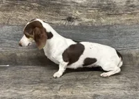 Bella (akc), a female Miniature Dachshund for sale in Aiken, SC – 2 of 2