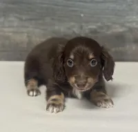 Dax-lh (daple/creme/deluite/pie, a male Miniature Dachshund for sale in Aiken, SC – Photo 2 of 2