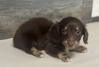 Dax-lh (daple/creme/deluite/pie, a male Miniature Dachshund for sale in Aiken, SC – Photo 1 of 2