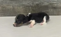 Domino (lh/creme/deluite/pie-russian dad, a male Miniature Dachshund for sale in Aiken, SC – 3 of 3