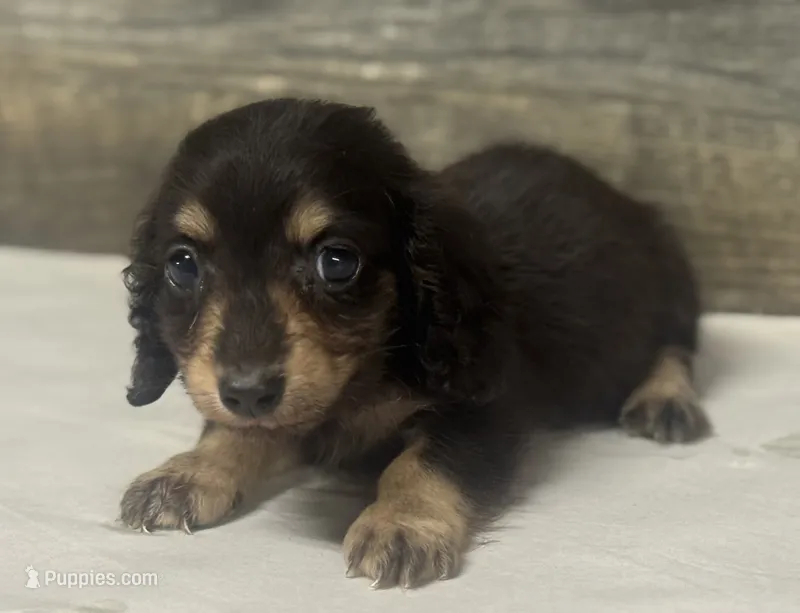 Jack-lh (daple/creme – Miniature Dachshund puppy for sale in Aiken, SC