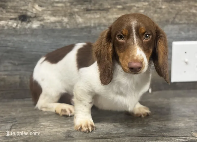 Rollo  – Miniature Dachshund puppy for sale in Aiken, SC