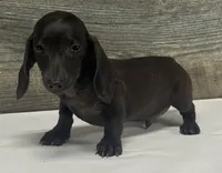 Dex (lh/creme/ pie, a male Miniature Dachshund for sale in Aiken, SC – 2 of 2