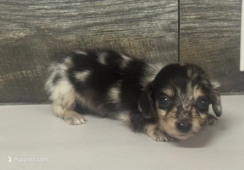 Milo-lh (daple/creme – Miniature Dachshund puppy for sale in Aiken, SC