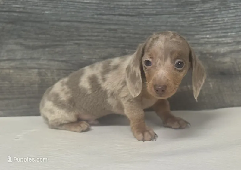 Whiskey (daple/lh/creme/pie – Miniature Dachshund puppy for sale in Aiken, SC