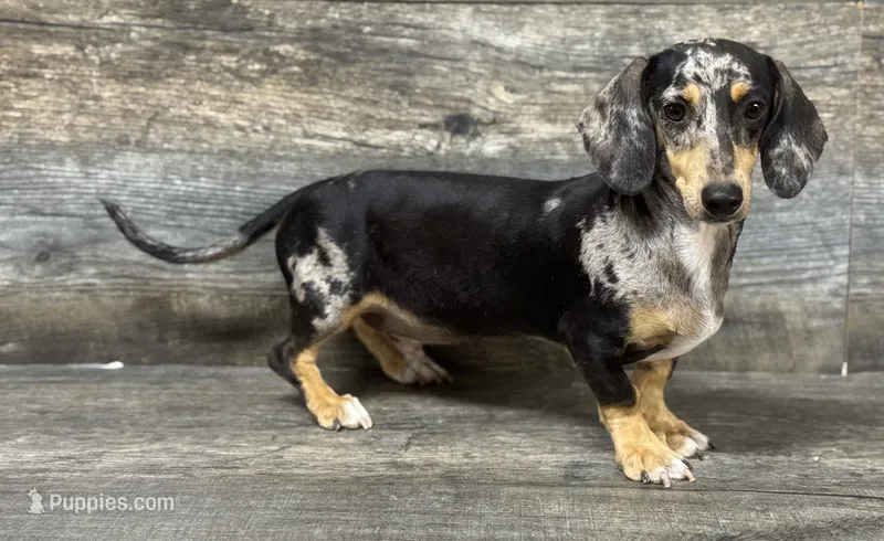 Levi (crème) – Miniature Dachshund puppy for sale in Aiken, SC