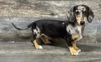 Levi (crème), a male Miniature Dachshund for sale in Aiken, SC – 1 of 1