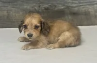 Atlas-lh (daple/creme, a male Miniature Dachshund for sale in Aiken, SC – 2 of 3