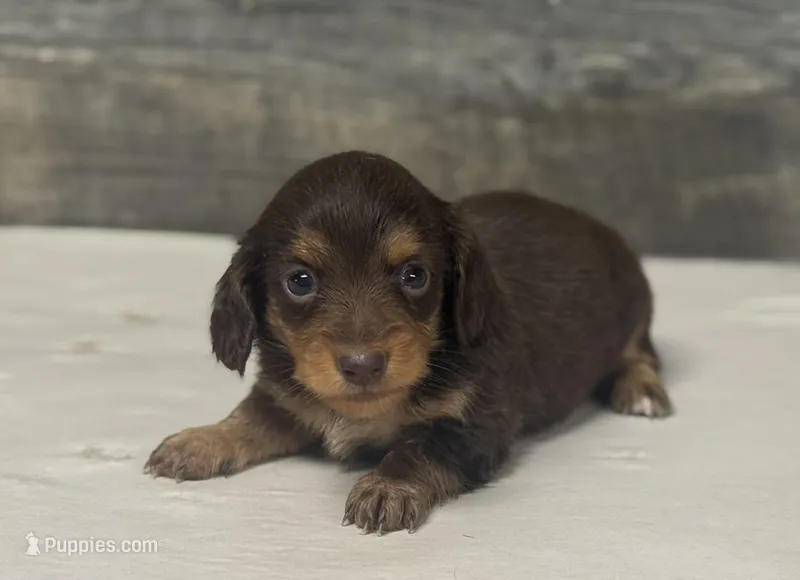 Baby-lh (daple/deluite/creme/pie- Russian dad – Miniature Dachshund puppy for sale in Aiken, SC