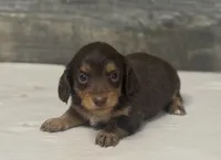 Baby-lh (daple/deluite/creme/pie- Russian dad, a female Miniature Dachshund for sale in Aiken, SC – Photo 1 of 2