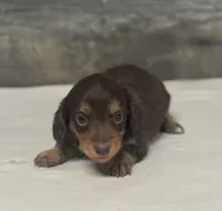 Baby-lh (daple/deluite/creme/pie- Russian dad, a female Miniature Dachshund for sale in Aiken, SC – Photo 2 of 2