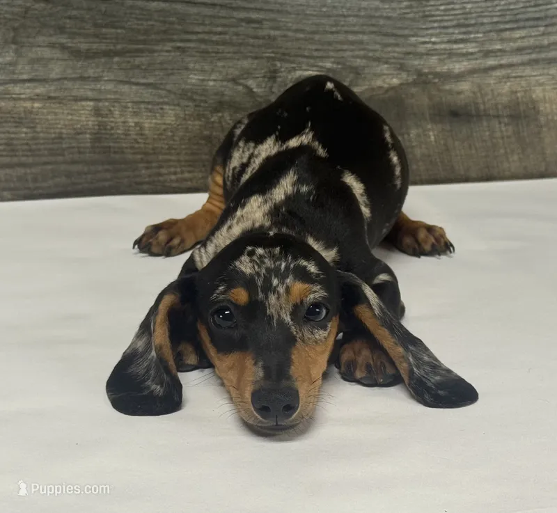Champ (daple/creme – Miniature Dachshund puppy for sale in Aiken, SC