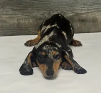Champ (daple/creme, a male Miniature Dachshund for sale in Aiken, SC – 1 of 3