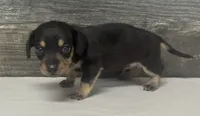 Stub (crème/lh/daple/creme, a male Miniature Dachshund for sale in Aiken, SC – 2 of 4