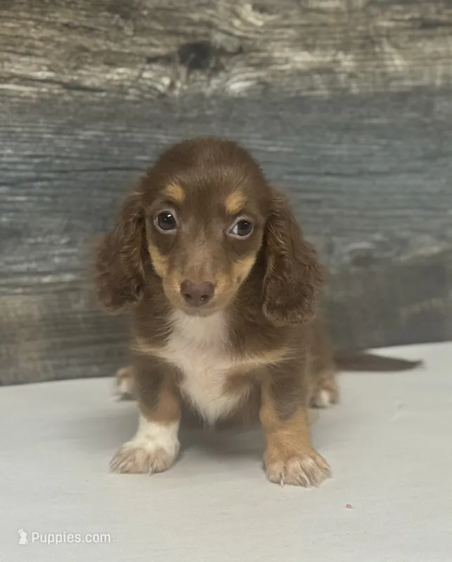 Maggie-lh (daple/creme/pie – Miniature Dachshund puppy for sale in Aiken, SC
