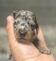 Gomez (Deluite/daple/lh/creme, a male Miniature Dachshund for sale in Aiken, SC – Photo 1 of 2