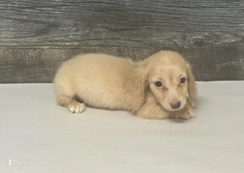Atlas-lh (pet home only) – Miniature Dachshund puppy for sale in Aiken, SC