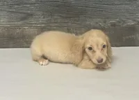 Atlas-lh (pet home only), a male Miniature Dachshund for sale in Aiken, SC – 2 of 2