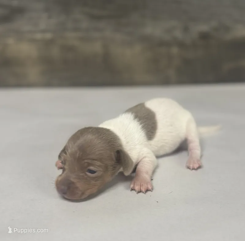Ike (daple/deluite – Miniature Dachshund puppy for sale in Aiken, SC