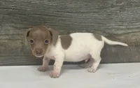 Link ( deuite/pie, a male Miniature Dachshund for sale in Aiken, SC – 2 of 2